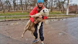 Abandoned Husky 90 Days Wandered the Streets Until This Woman Spotted Him