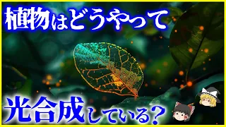 【ゆっくり解説】100年の謎がついに解明⁉️植物はどのようにして「光合成」しているのか？を解説/日本が世界に先駆ける人工光合成技術とは