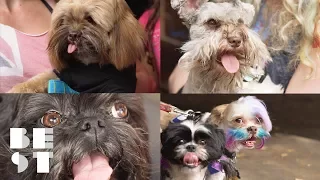 You've Never Seen A Dog Beard and Mustache Competition | Best Products