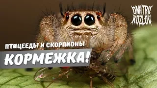 Кормим пауков и скорпов=)