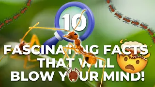 Are Ants the Ultimate Superheroes? #ants #interestingfacts