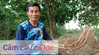 Đêm nay trải nghiệm cắm câu cá lóc thành quả cũng ok