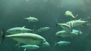 Tokyo Sea Life Park(マグロ)🇯🇵/葛西臨海公園