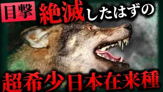 【未確認生物/UMA】聖獣か害獣か？絶滅したはずのUMA「ニホンオオカミ」