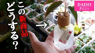 【ぶっちゃけ】100均水耕栽培を育てるなら…、植え替え・養生編【アグラオネマ】