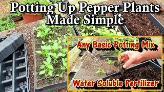 Potting Up Pepper Plants Made Simple: A Basic Potting Mix & Water Soluble Fertilizer for Success!