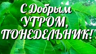 Доброе утро ПОНЕДЕЛЬНИК! Желаю Лёгкого ПОНЕДЕЛЬНИКА! Удачной НЕДЕЛИ!