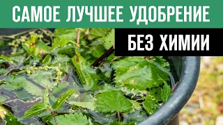 Органическое удобрение из Крапивы. СУПЕР УДОБРЕНИЕ