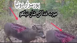 Arabic Ghost Hunter Trail Cameras Deer Missing Back Strap