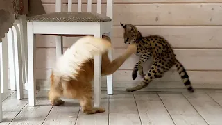 MAINE COON ATTACKED SERVAL AT FIRST ACQUAINTANCE