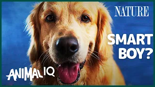 How Intelligent are Dogs, Really? (feat. @TraceDominguez) | Animal IQ