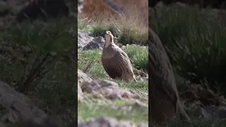 Urkeklik  uluma - Caspian snowcock - Tetraogallus caspius