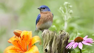 Peaceful Instrumental Music, Relaxing Nature music 'Song Birds in Spring" By Tim Janis