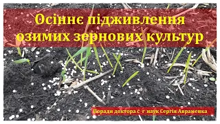 Осіннє підживлення озимих зернових культур