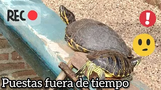 Comportamiento reproductivo extraño en mis tortugas. 🌵🙂🐢