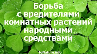 Борьба с вредителями комнатных растений народными средствами