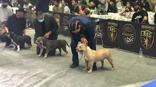 BBC ABKC MELTDOWN BULLY SHOW | American Bully Pocket Female 1-2 yrs old Category | March 5, 2022