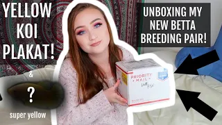 UNBOXING MY BRAND NEW KOI BETTA BREEDING PAIR!!! | ItsAnnaLouise