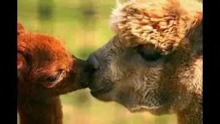 Животные целуются 1 прикол