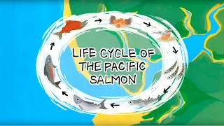 Life Cycle of the Pacific Salmon