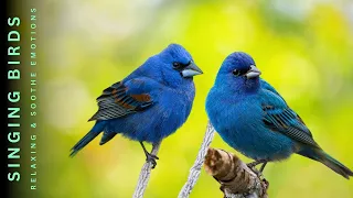 Natural Sounds - Birds Chirping - Relaxing Sounds, Soothing The Soul, Improving Mood