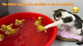 Duckling is a swimming champion!The kitten begged the ducklingtoteach him how to swim.adorableanimal