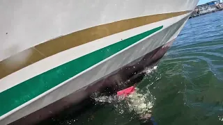 Searay Sundancer in water hull inspection and cleaning.