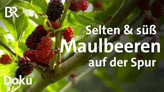 Maulbeeren aus Mittelfranken - mit Paul Enghofer | Zwischen Spessart und Karwendel | Doku | BR