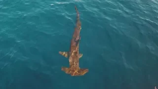 Incredible Hammerhead Shark (Drone Video)