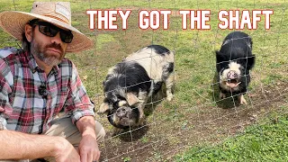 The Crazy Reason Why Our Pig Plan Went Sideways! (The Unexpected Twist)