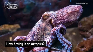 How brainy is an octopus? | Natural History Museum