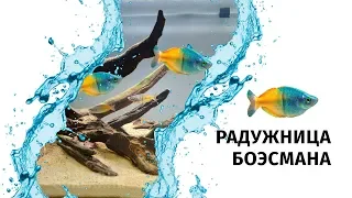 Радужница боэсмана | Меланотения боэсмана | Melanotaenia boesemani