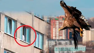 Два месяца орел прилетал к окну больницы, узнав причину такого поведения люди были шокированы!