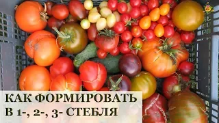 Как формировать помидоры в 1, 2, 3 стебля и с вилкой
