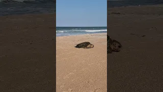 Sea Turtle arriving on beach to lay eggs.