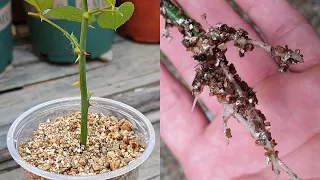 Plant cuttings | How to grow rose from cuttings | Propagation of rose branches in the Vermiculite