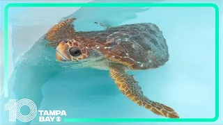 Two rehabilitated sea turtles make their way back into the ocean