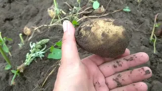 Копання картоплі сезон 2022 трактором ДТЗ 5244 НРХ та саморобною копалкою