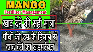 आम के बागों में खाद-उर्वरकों की सही मात्रा (टाइमटेबल) | Fertilizer management in the MANGO farm