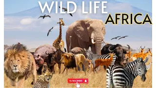Wild Animals of Africa | Wildlife Animals | Africa 4k #wildlife #animals #viral  @naturelifepro