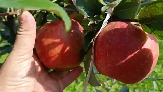 Яблоня Хани крисп и яблоня Белорусское сладкое в Подольском р-не у Михаила.