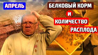 Весенние работы на пасеке Весенняя ревизия пчел Белковая подкормка Количество расплода