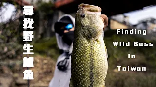 RONIN 尋找野鱸藍迪BASS夢 Finding Winter Bass in Taiwan (Chasing for Wild Lunker Bass)