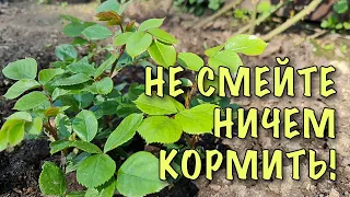 НЕ СМЕЙТЕ НИЧЕМ КОРМИТЬ! Уход за РОЗАМИ ПЕРВОГО ГОДА ПОСАДКИ. Как улучшить РОСТ и РАЗВИТИЕ