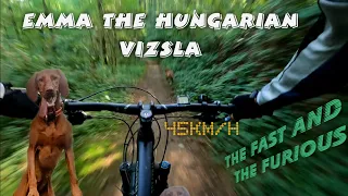 Emma the Hungarian Vizsla trail dog - The fast and the furious