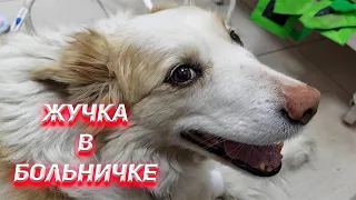 Жучка в больничке.