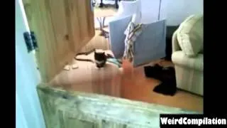 ► Ultimate Funny Cats Fails Compilation 2013 ◄