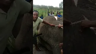Um elefante do Parque Nacional de Maputo foi abatido por devastar machambas de comunidades.