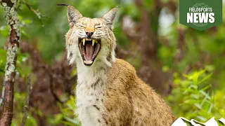 Lynx threat to pet cats and dogs – Fieldsports News, 22 May 2024