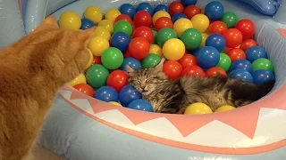 10 Cats playing in a pool of colorful balls  ボールプールで遊ぶ10匹の猫